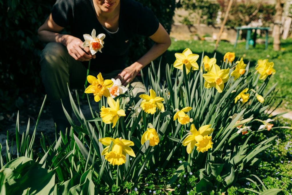 Dedicated Responses to Your Questions #7. Fresh as the daffodils in my neighborhood now.
