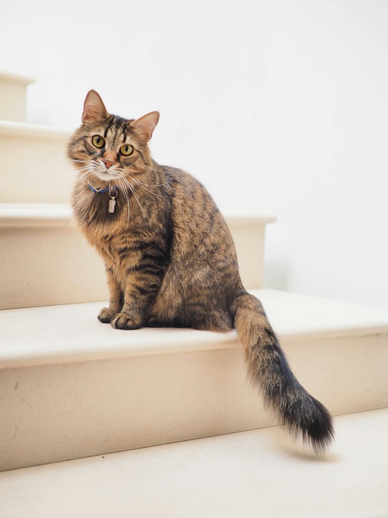 After the Death of Your Pet Cat or Dog you may need to grieve for a while. I recommend that you grieve for as long as you need to. Ideas from this article may make the loss of your pet somewhat easier to take. Plus, the spiritual perspectives here may bring you greater clarity as an evolving soul.